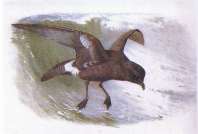 Storm Petrel by Archibald Thorburn